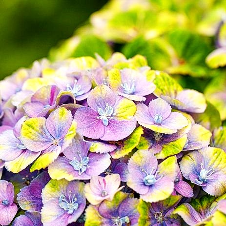 Ball-Hortensie 'Magical Amethyst' (Hydrangea macr.)