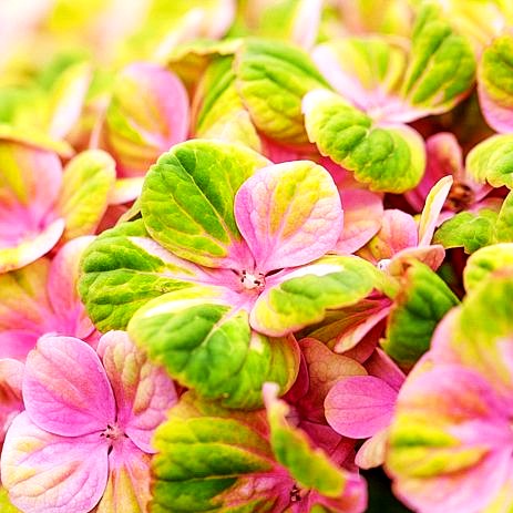 Ball-Hortensie 'Magical Coral' (Hydrangea macr.)