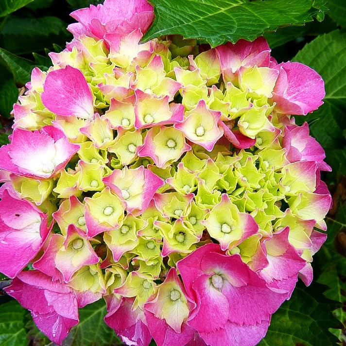 Ball-Hortensie 'Magical Coral' (Hydrangea macr.)