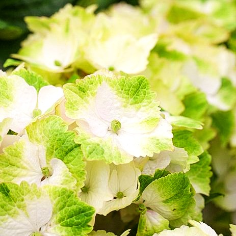 Ball-Hortensie 'Magical Noblesse' (Hydrangea macr.)