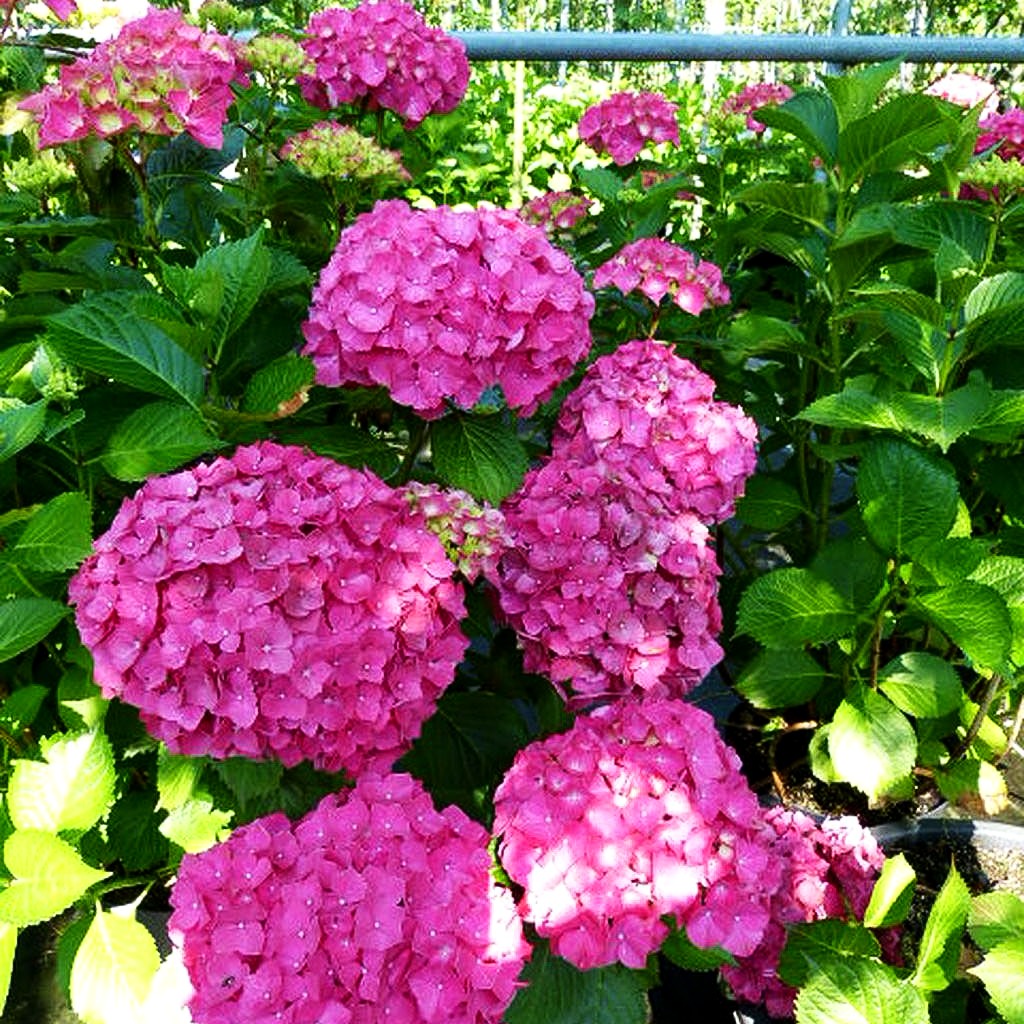 Ball-Hortensie 'Masja' = 'Sibilla' (Hydrangea macrophylla)