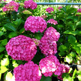 Ball-Hortensie 'Masja' = 'Sibilla' (Hydrangea macrophylla)