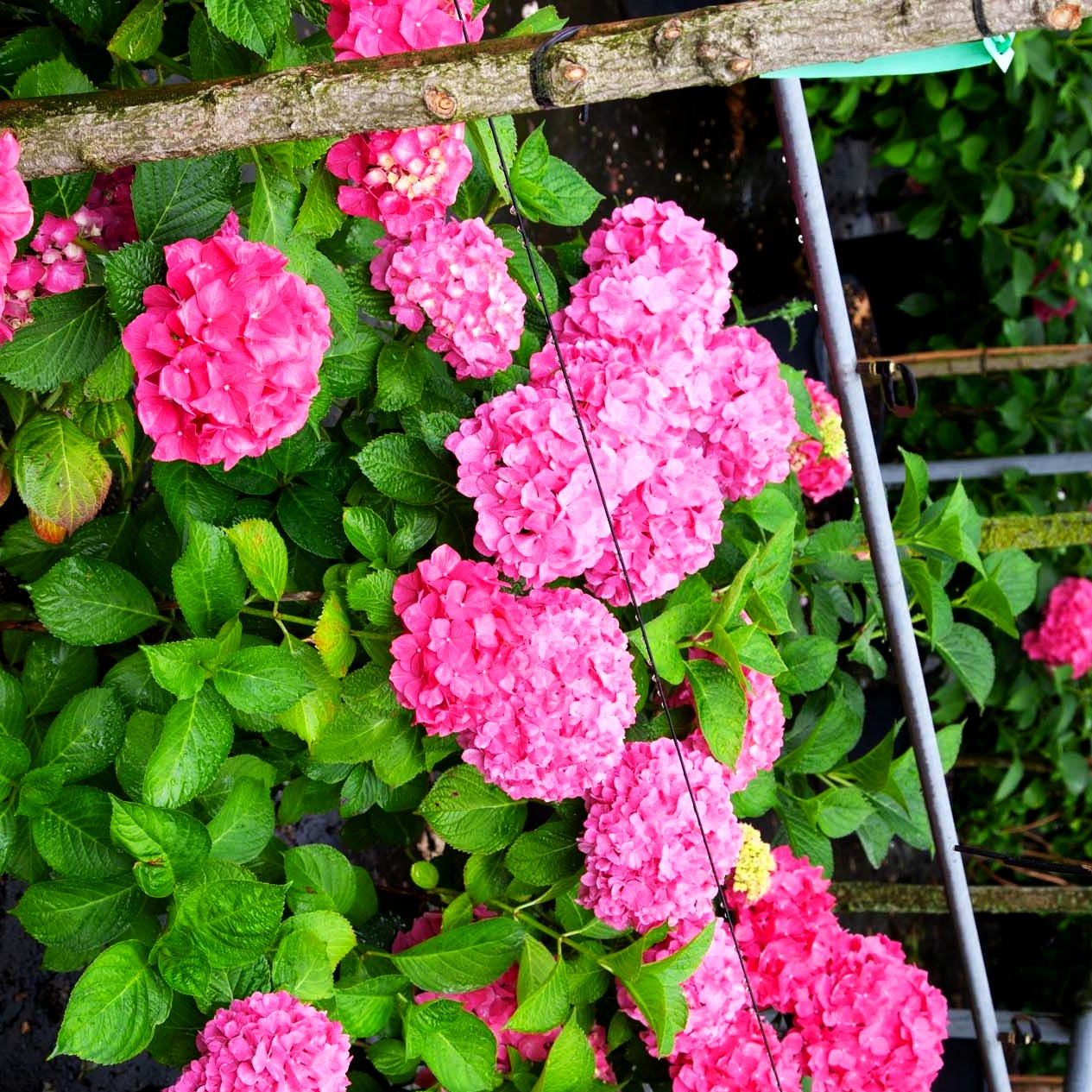Ball-Hortensie 'Masja' = 'Sibilla' (Hydrangea macrophylla)
