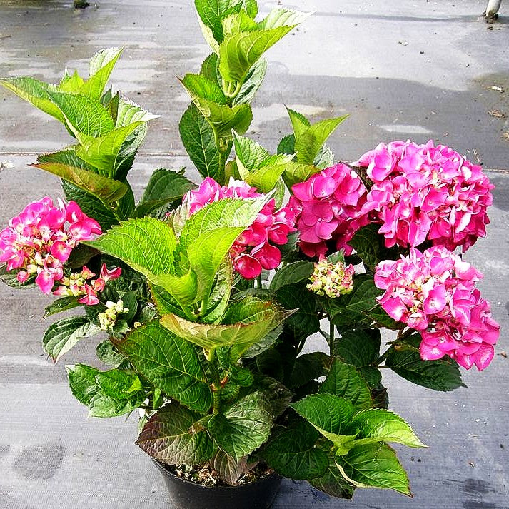 Ball-Hortensie 'Merveille Sanguine' (Hydrangea macrophylla)