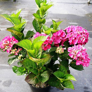 Ball-Hortensie 'Merveille Sanguine' (Hydrangea macrophylla)