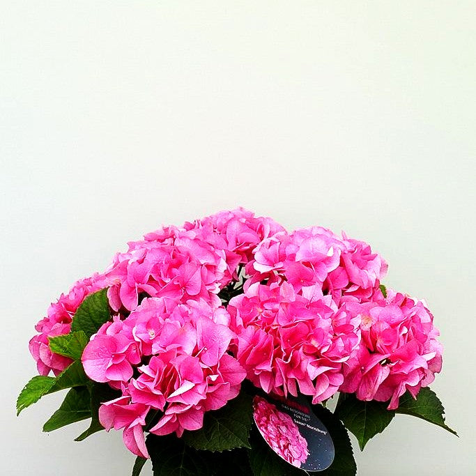 Ball-Hortensie 'Moritzburg' (Hydrangea macr. Saxon)