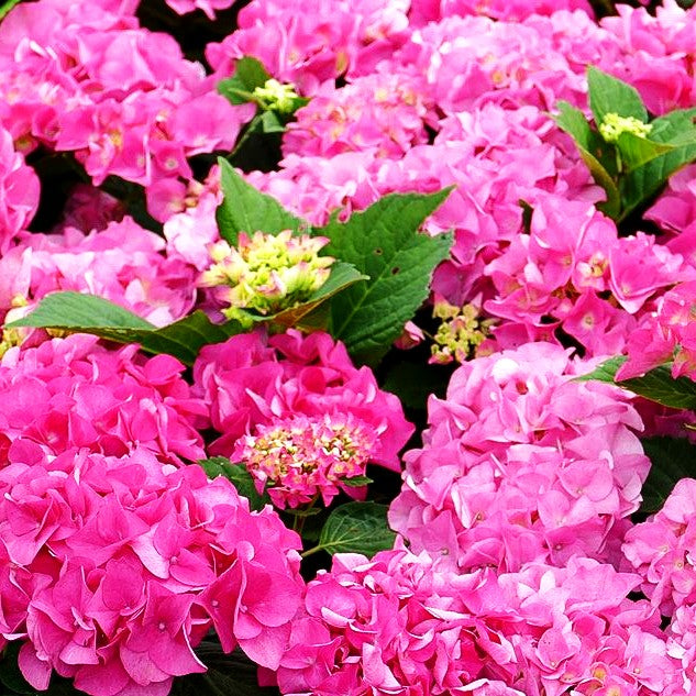 Ball-Hortensie 'Moritzburg' (Hydrangea macr. Saxon)