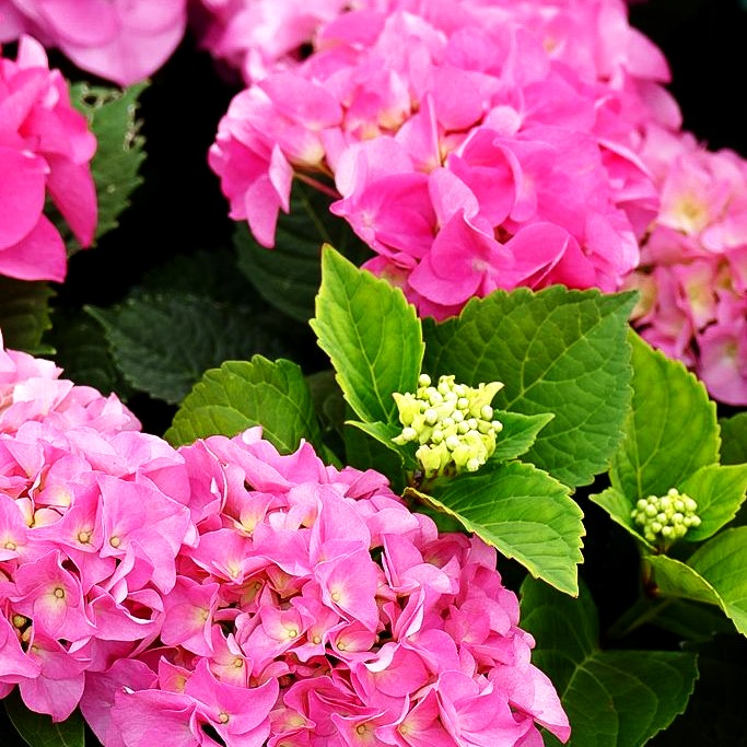 Ball-Hortensie 'Moritzburg' (Hydrangea macr. Saxon)