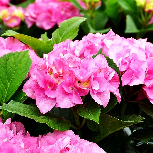 Ball-Hortensie 'Moritzburg' (Hydrangea macr. Saxon)