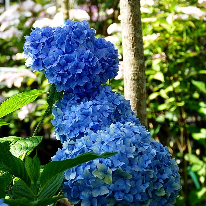 Ball-Hortensie 'Nikko Blue' (Hydrangea macrophylla)