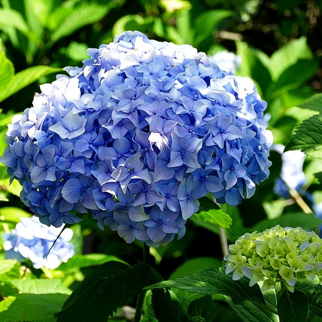 Ball-Hortensie 'Nikko Blue' (Hydrangea macrophylla)