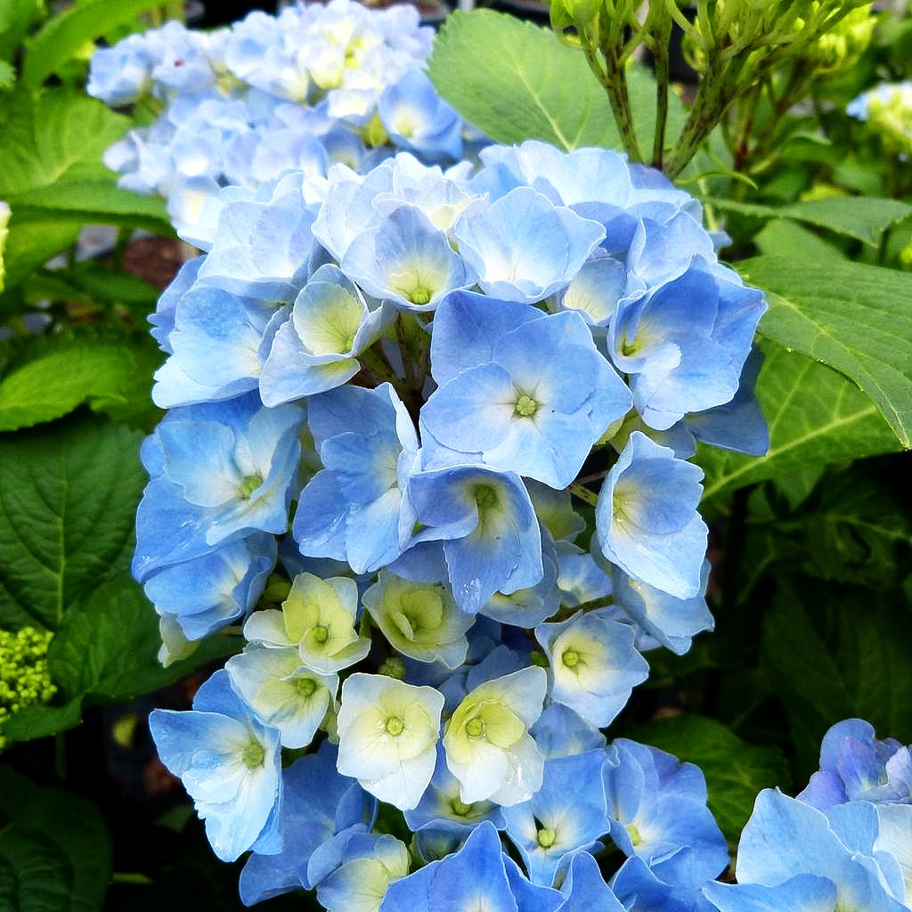 Ball-Hortensie 'Nikko Blue' (Hydrangea macrophylla)