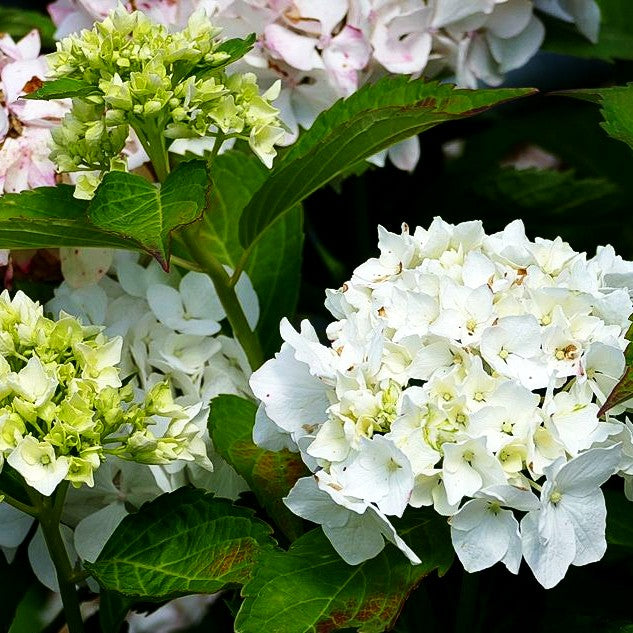 Ball-Hortensie 'Nymphe' (Hydrangea macrophylla)