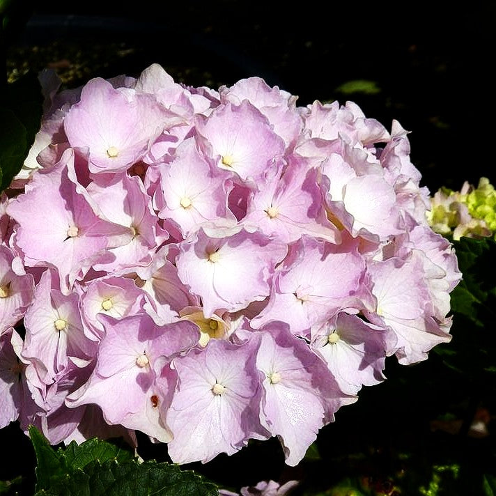 Ball-Hortensie 'Pink Wonder' (Hydrangea macr. Everbloom)