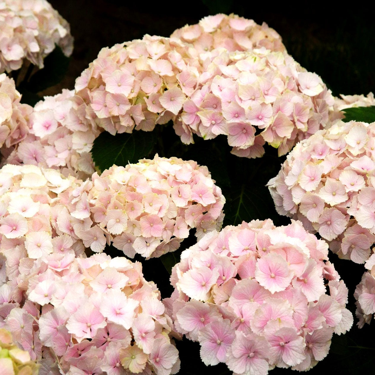 Ball-Hortensie 'Pink Wonder' (Hydrangea macr. Everbloom)