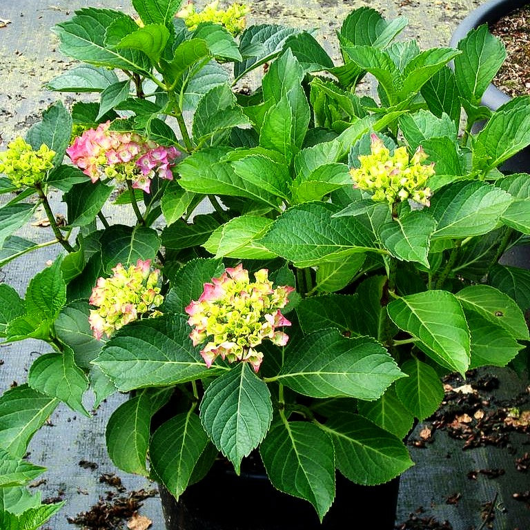 Ball-Hortensie 'Renate Steiniger' (Hydrangea macrophylla)