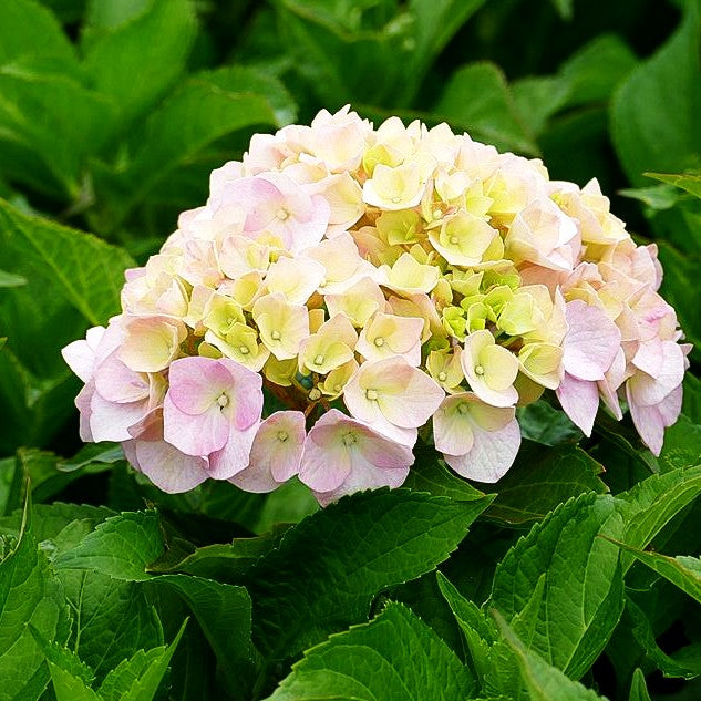 Ball-Hortensie 'Rosita' (Hydrangea macrophylla)
