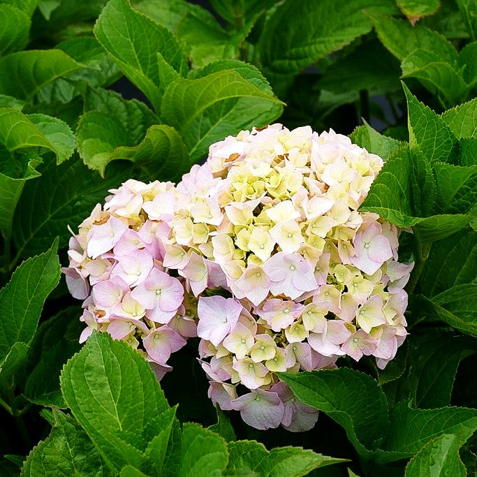 Ball-Hortensie 'Rosita' (Hydrangea macrophylla)