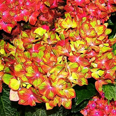 Ball-Hortensie 'Schloss Wackerbarth' (Hydrangea macr.)