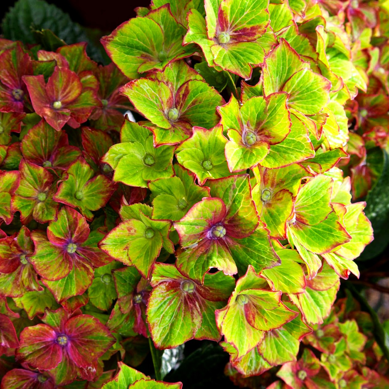 Ball-Hortensie 'Schloss Wackerbarth' (Hydrangea macr.)