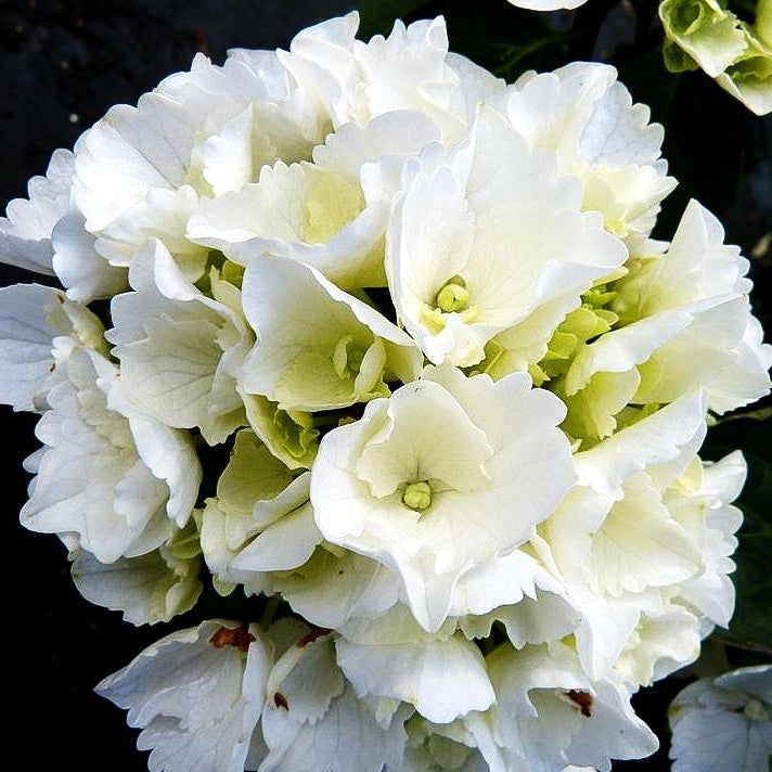 Ball-Hortensie 'Schneeball' (Hydrangea macrophylla)