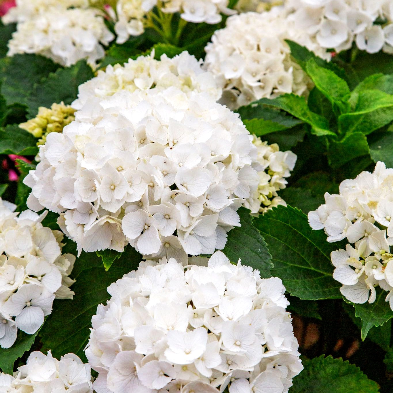 Ball-Hortensie 'Schneeball' (Hydrangea macrophylla)