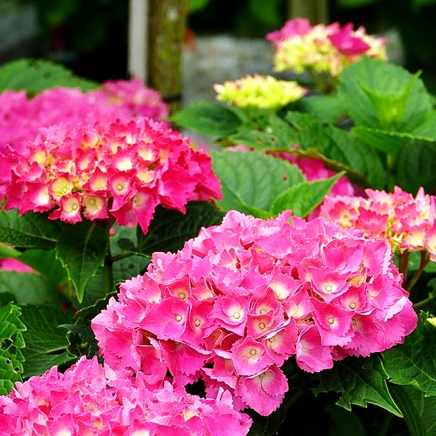Ball-Hortensie 'Schöne Bautznerin' (Hydrangea macrophylla)