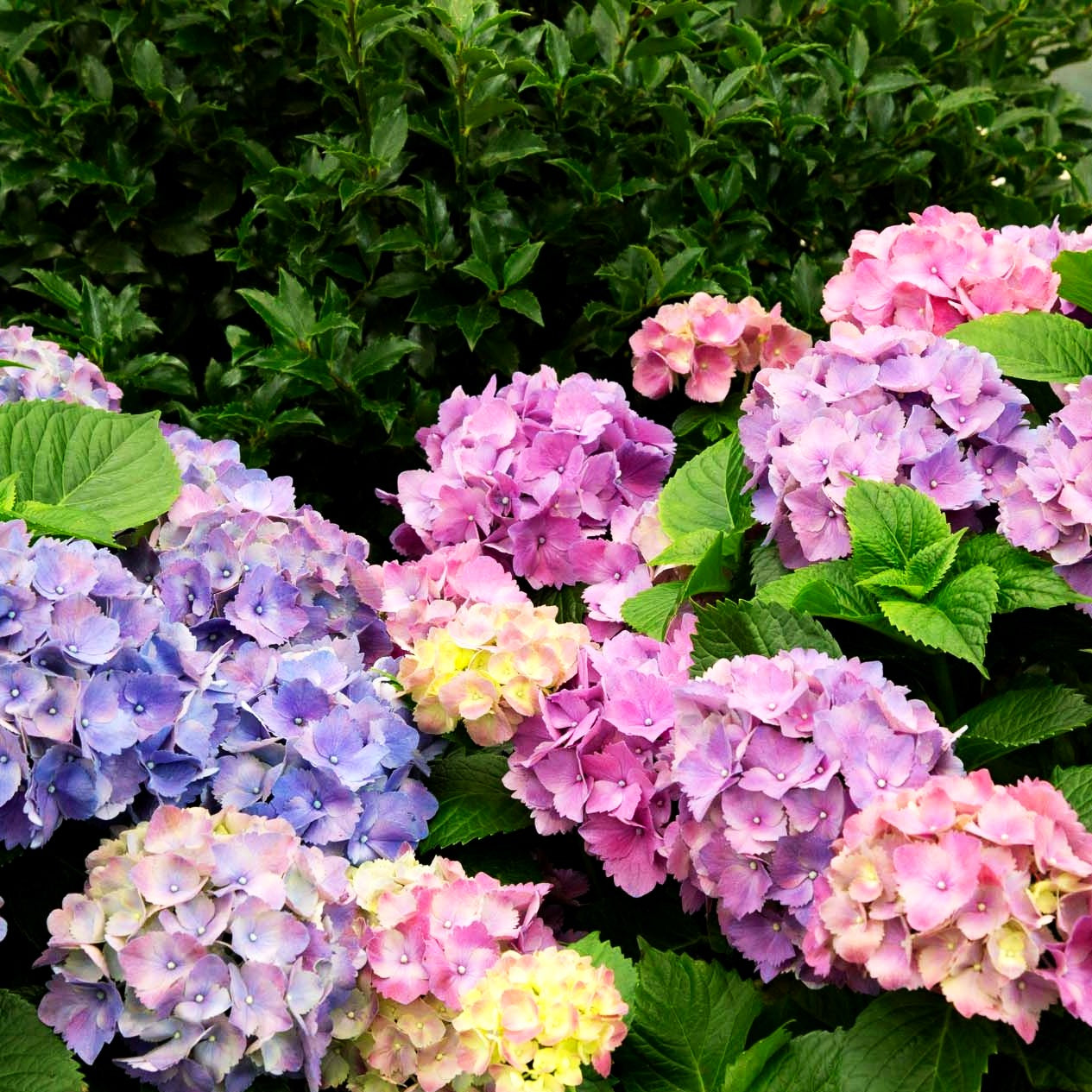 Ball-Hortensie 'Schöne Bautznerin' (Hydrangea macrophylla)