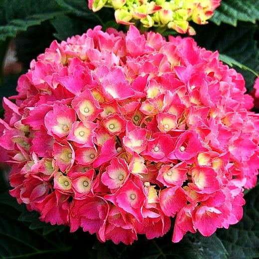 Ball-Hortensie 'Schöne Bautznerin' (Hydrangea macrophylla)