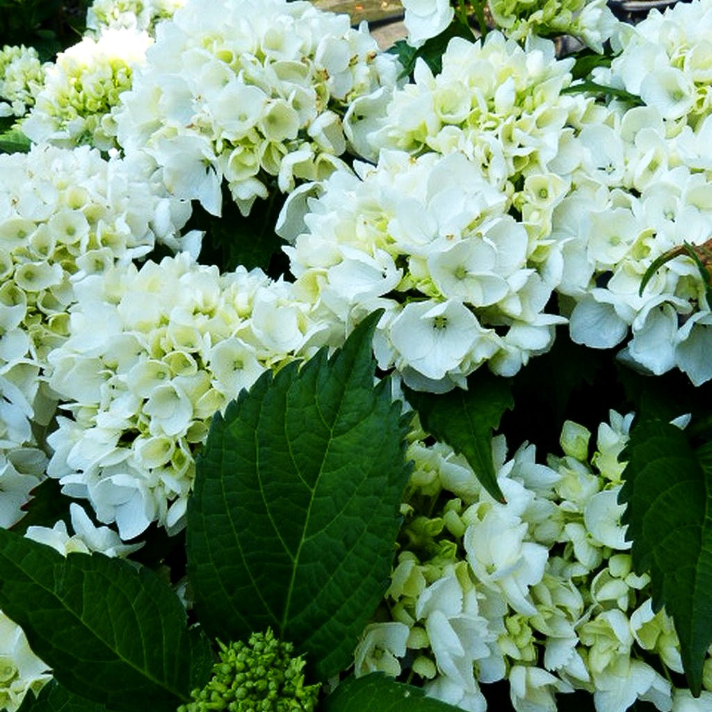 Ball-Hortensie 'Soeur Therese' (Hydrangea macrophylla)