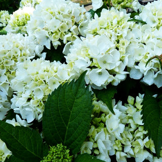 Ball-Hortensie 'Soeur Therese' (Hydrangea macrophylla)