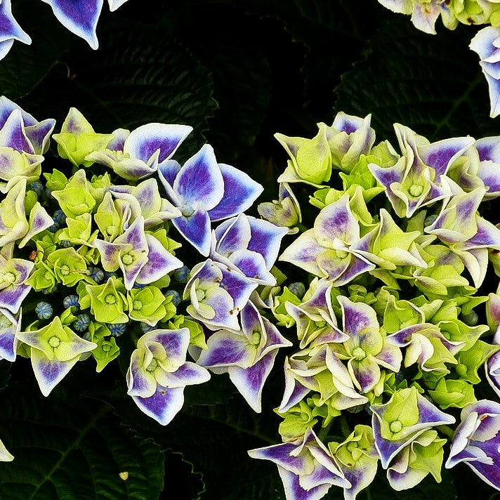 Ball-Hortensie 'Tivoli Blue' (Hydrangea macr.)