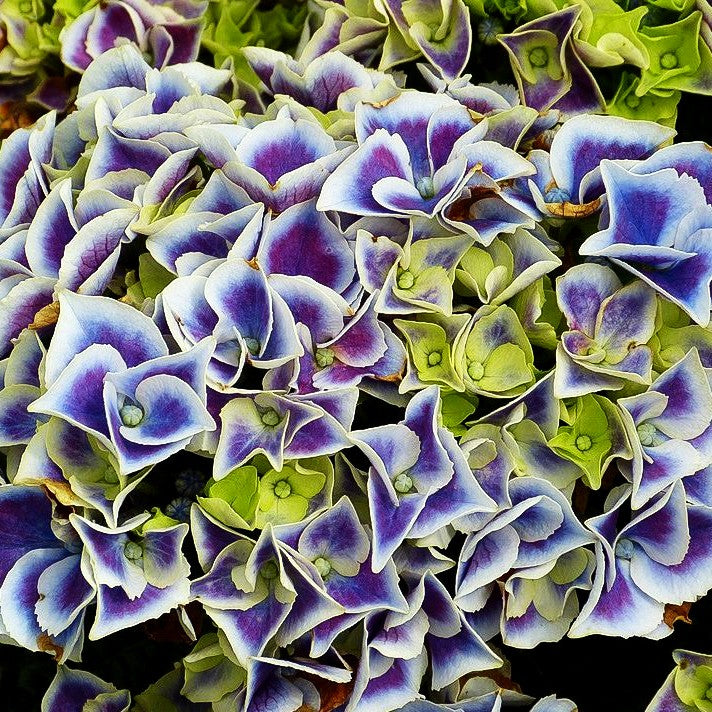 Ball-Hortensie 'Tivoli Blue' (Hydrangea macr.)