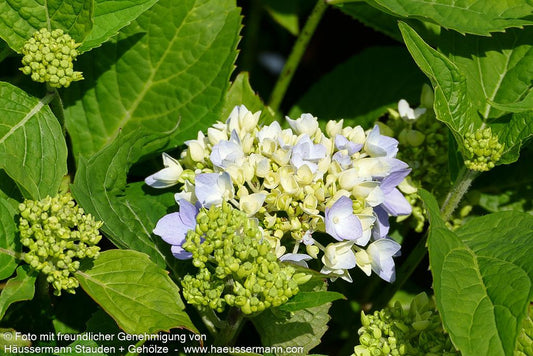 Ball-Hortensie 'Xian' (Hydrangea macrophylla)