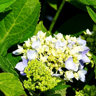 Ball-Hortensie 'Xian' (Hydrangea macrophylla)