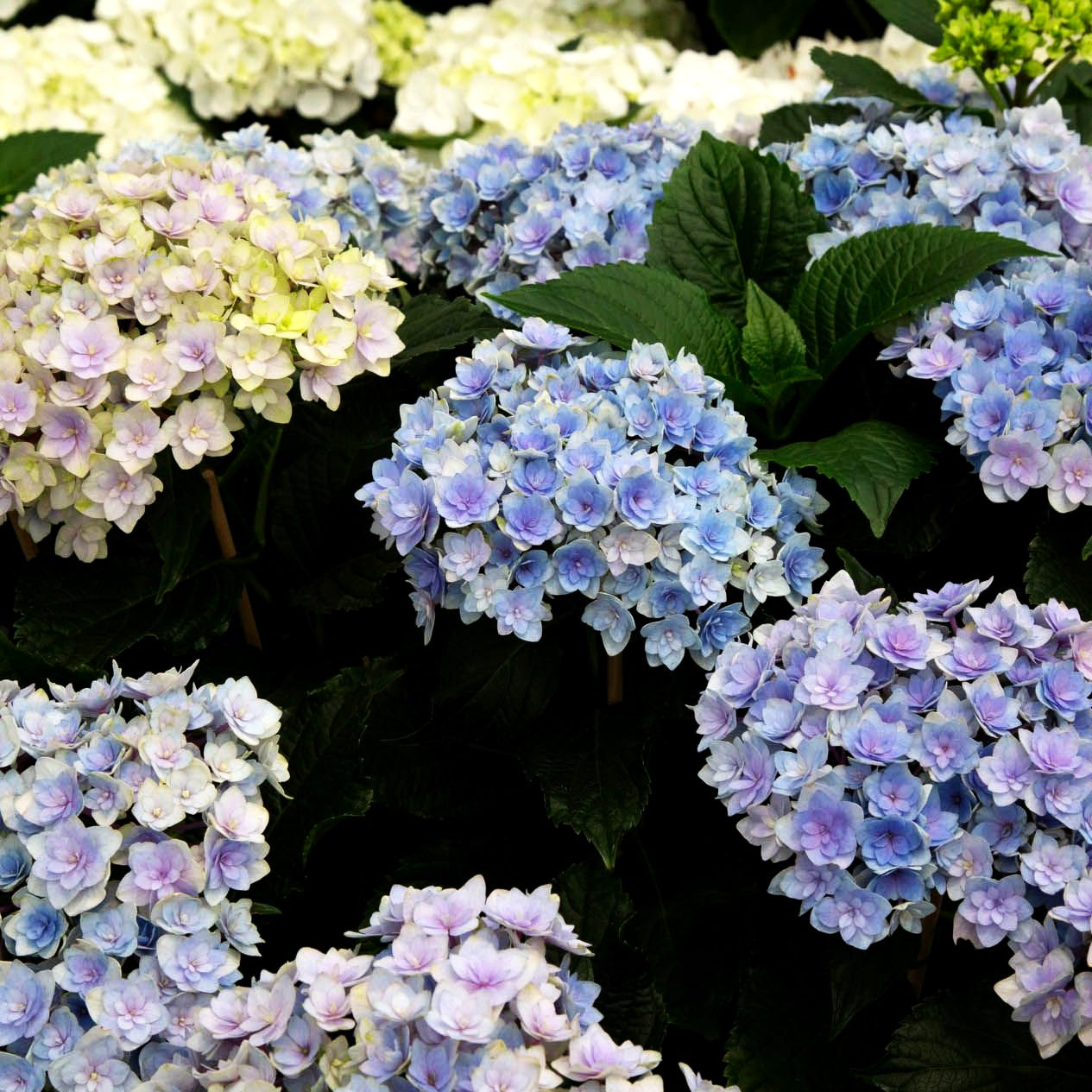Ball-Hortensie 'You&Me Together' (Hydrangea macr.)