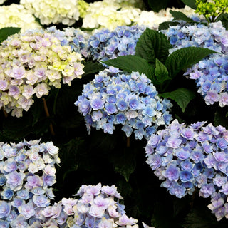 Ball-Hortensie 'You&Me Together' (Hydrangea macr.)