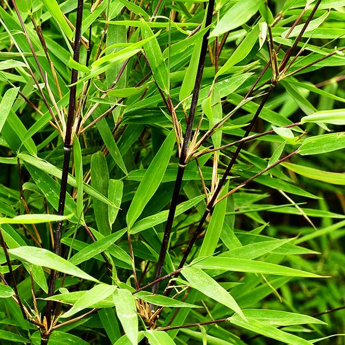 Bambus 'Black Pearl' (Fargesia nitida)