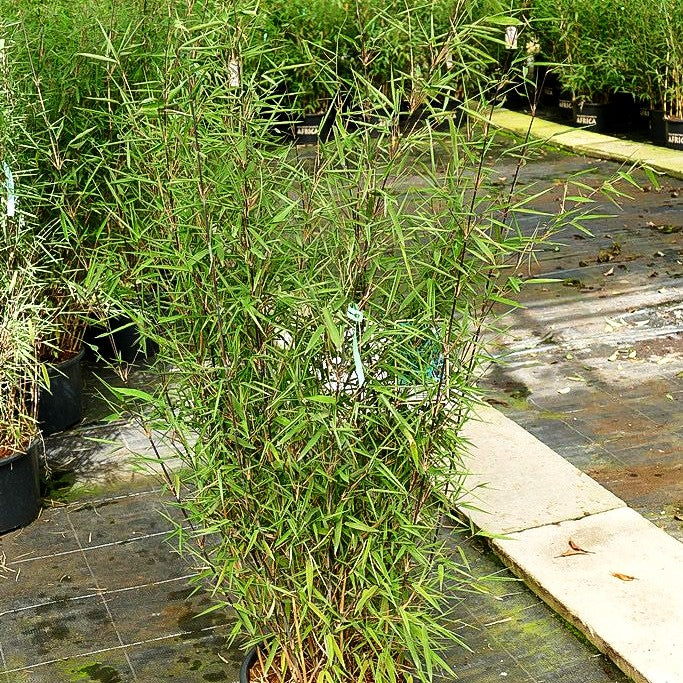 Bambus 'Black Pearl' (Fargesia nitida)