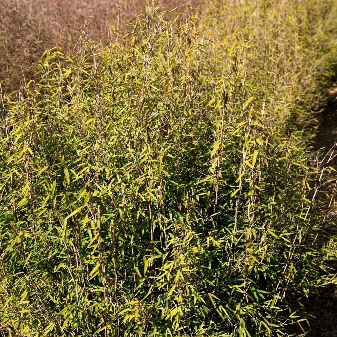 Bambus 'Black Pearl' (Fargesia nitida)