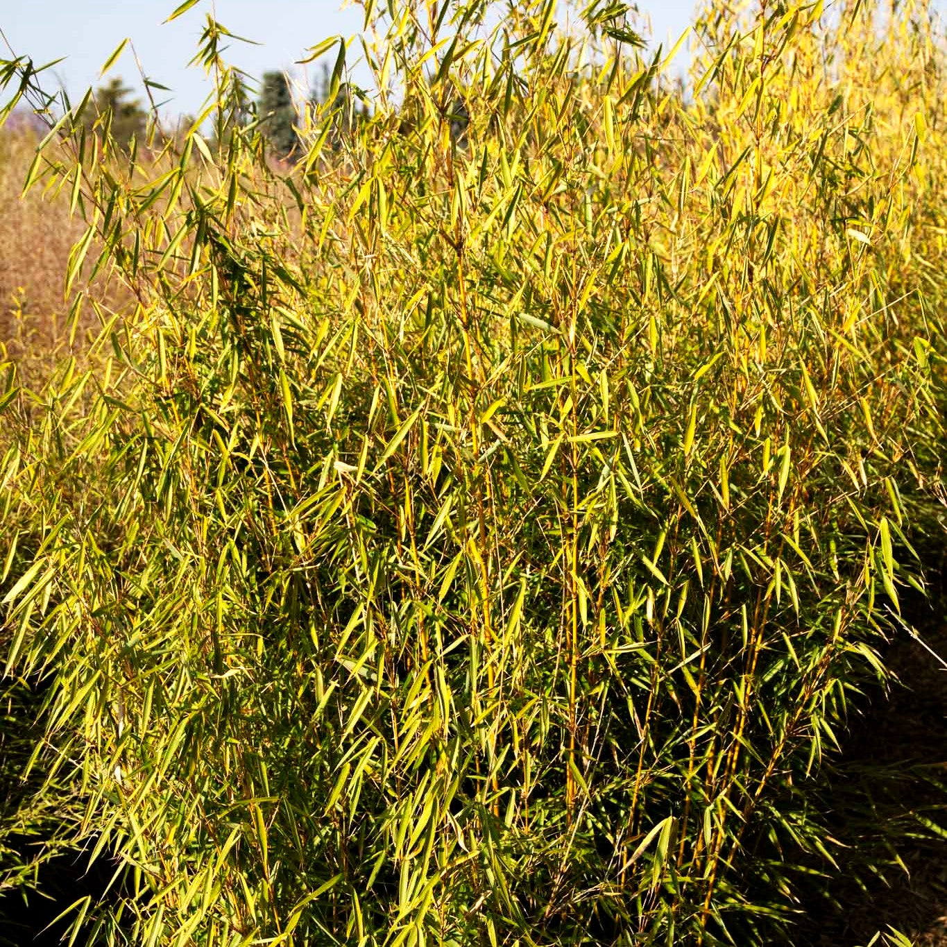 Bambus 'Campbell' (Fargesia robusta)