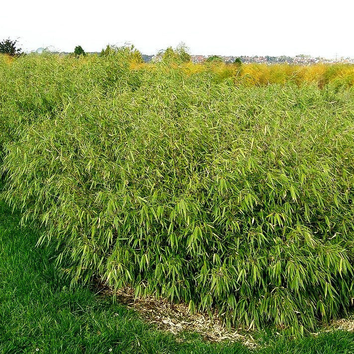 Bambus (Fargesia rufa)