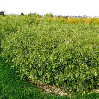 Bambus (Fargesia rufa)