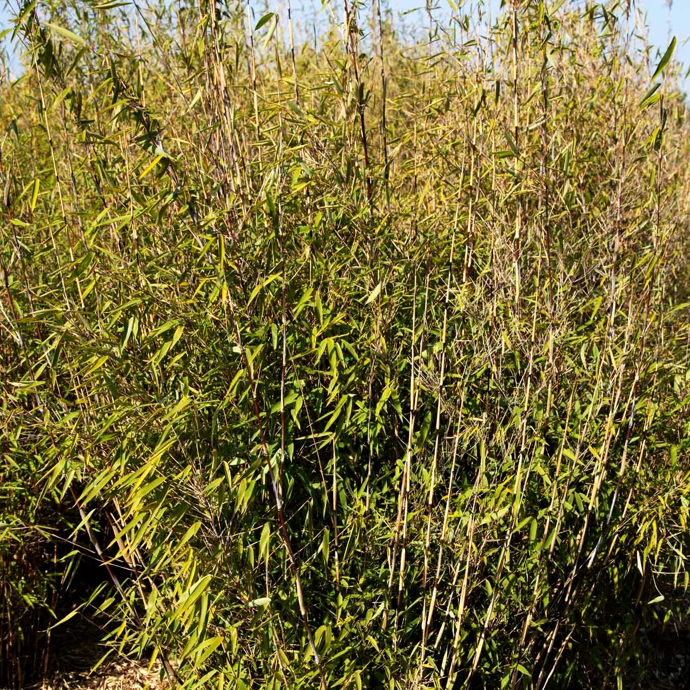 Bambus 'Great Wall' (Fargesia nitida)