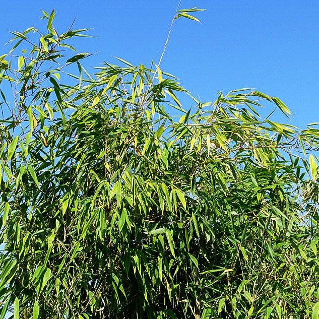 Bambus 'Ivory Ibis' (Fargesia murielae)