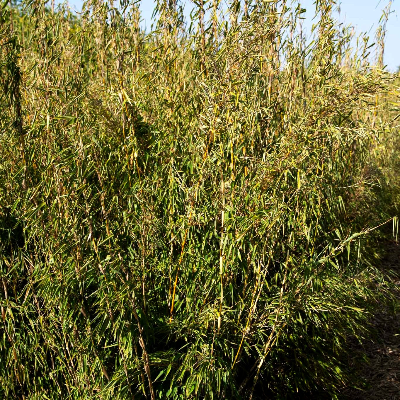 Bambus 'Ivory Ibis' (Fargesia murielae)