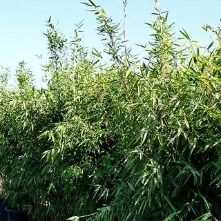 Bambus 'Red Zebra' (Fargesia murielae)