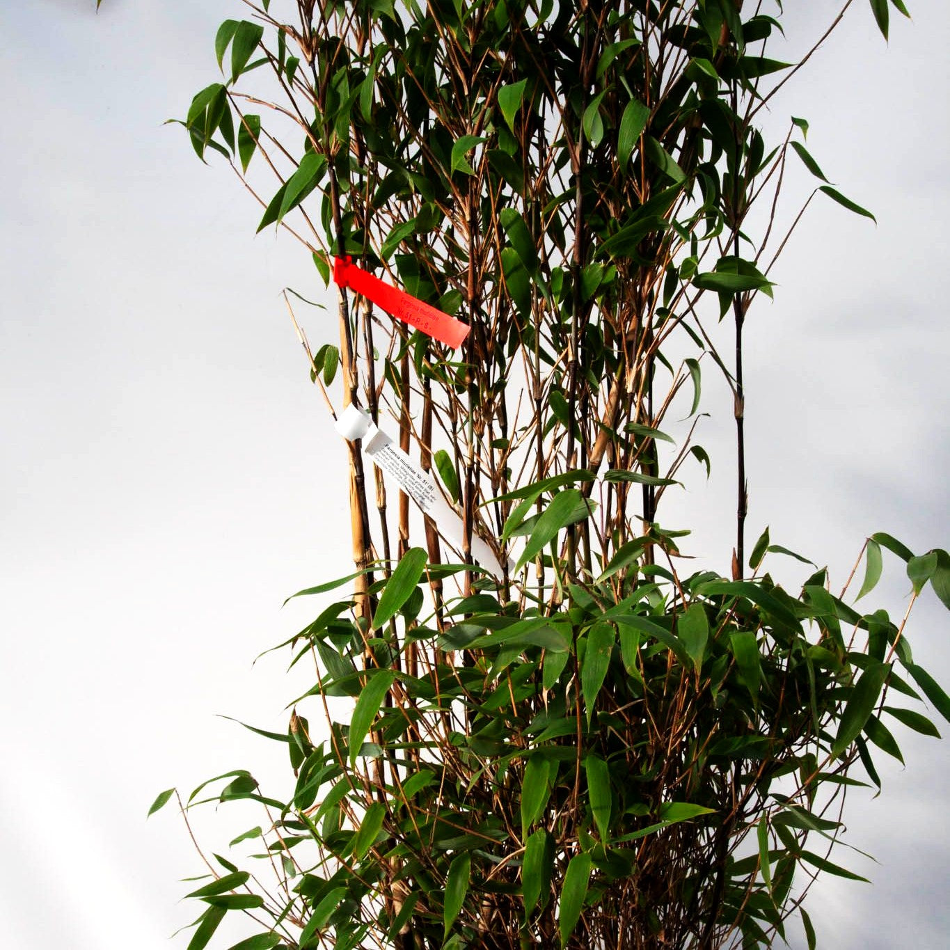Bambus 'Red Zebra' (Fargesia murielae)