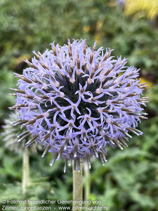 Banater Kugeldistel 'Blue Globe' (Echinops banaticus)