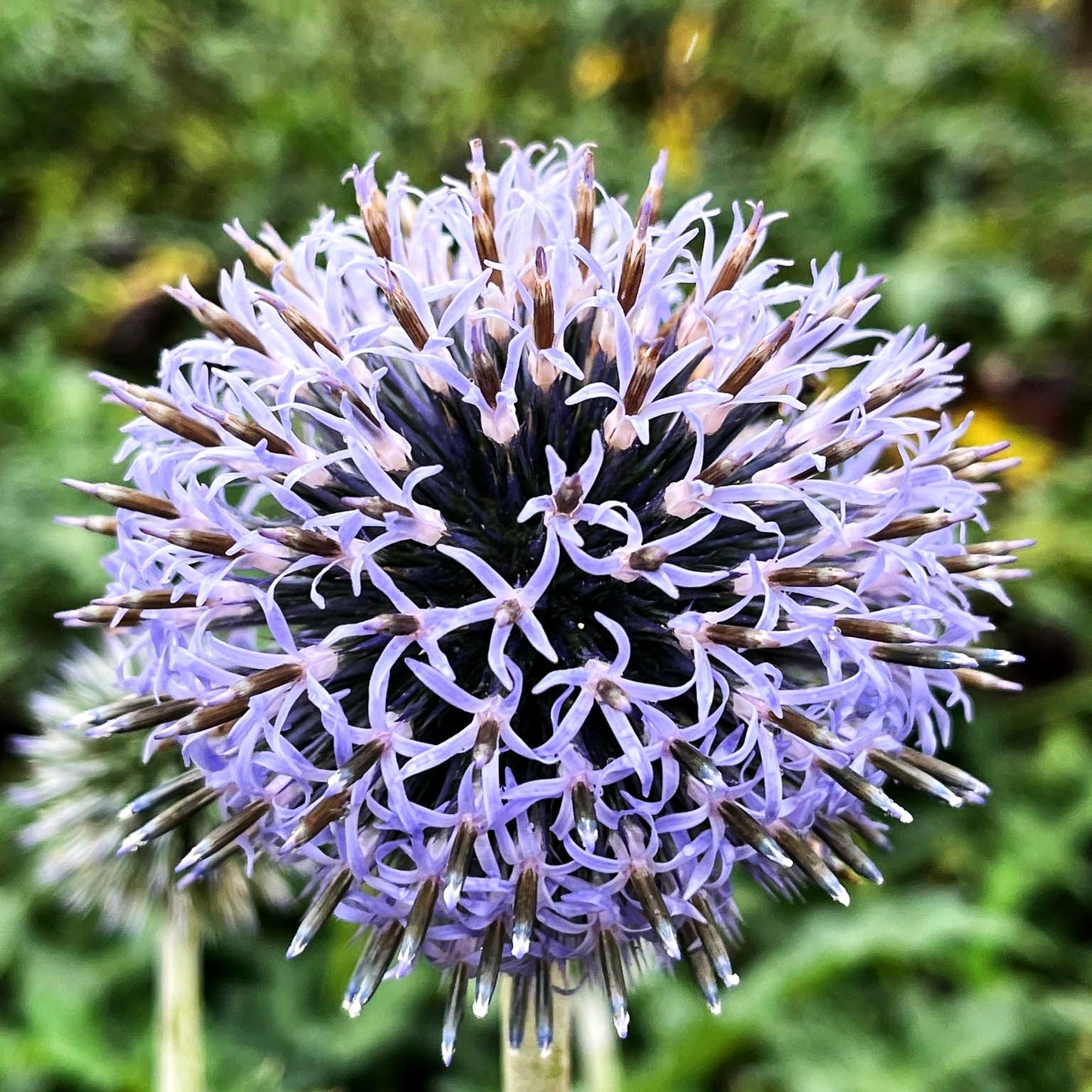 Banater Kugeldistel 'Blue Globe' (Echinops banaticus)